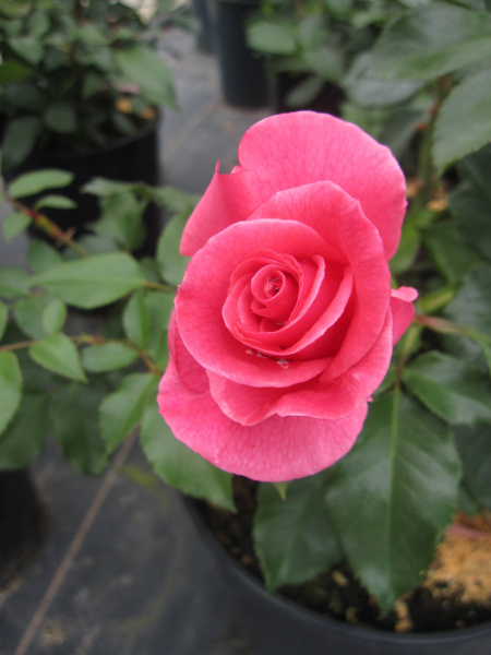 Rosa Romanze 3